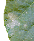 Fungicide