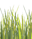 Herbicide