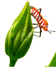Insecticide