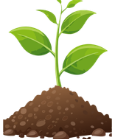 Plant Growth