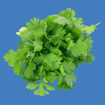 coriander-krishivya