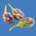 brinjal-krishivya