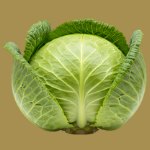 cabbage-krishivya