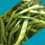 cluster-beans-krishivya
