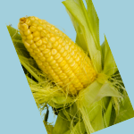 maize-krishivya