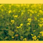 mustard-krishivya