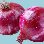 onion-krishivya