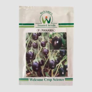 Welcome Panama Hybrid Brinjal Seeds